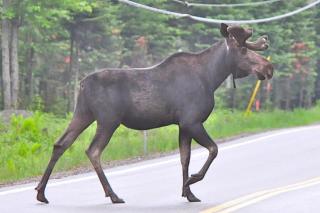 Moose Crossing the Road